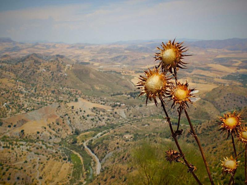 DraxelTraxelMynVex Santiago de los Caballeros